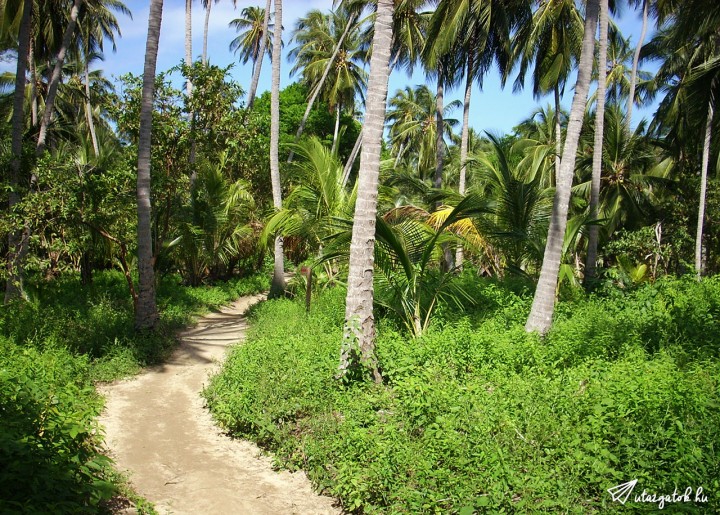 Buja zöld erdő a Karib-tenger partján