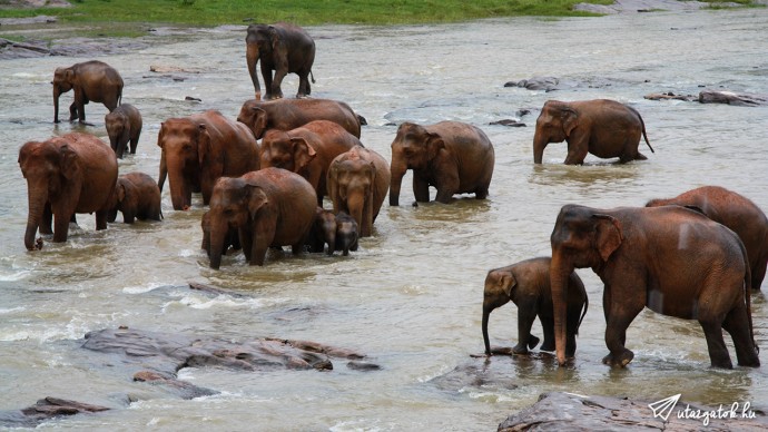 Elefántok fürdés közben