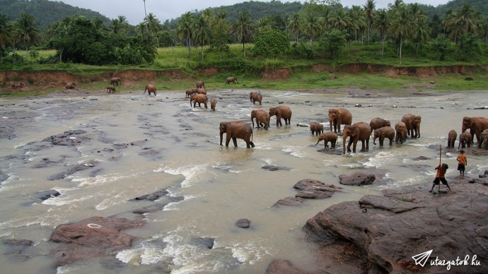 Elefánt árvaház, elefántok fürdés közben
