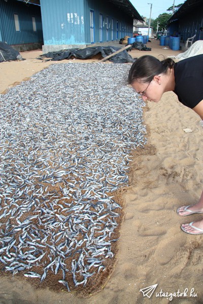 Szarított halak Sri Lankán