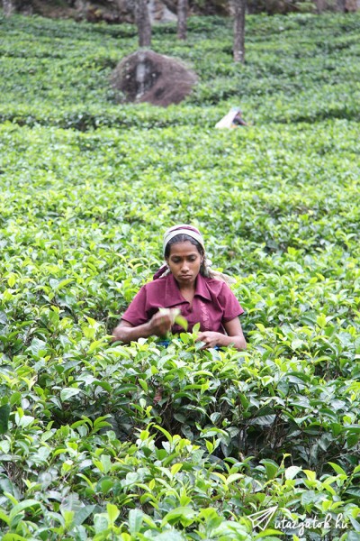Teát szedő asszony - úgy vágják a fákat hogy könnyű legyen szedni