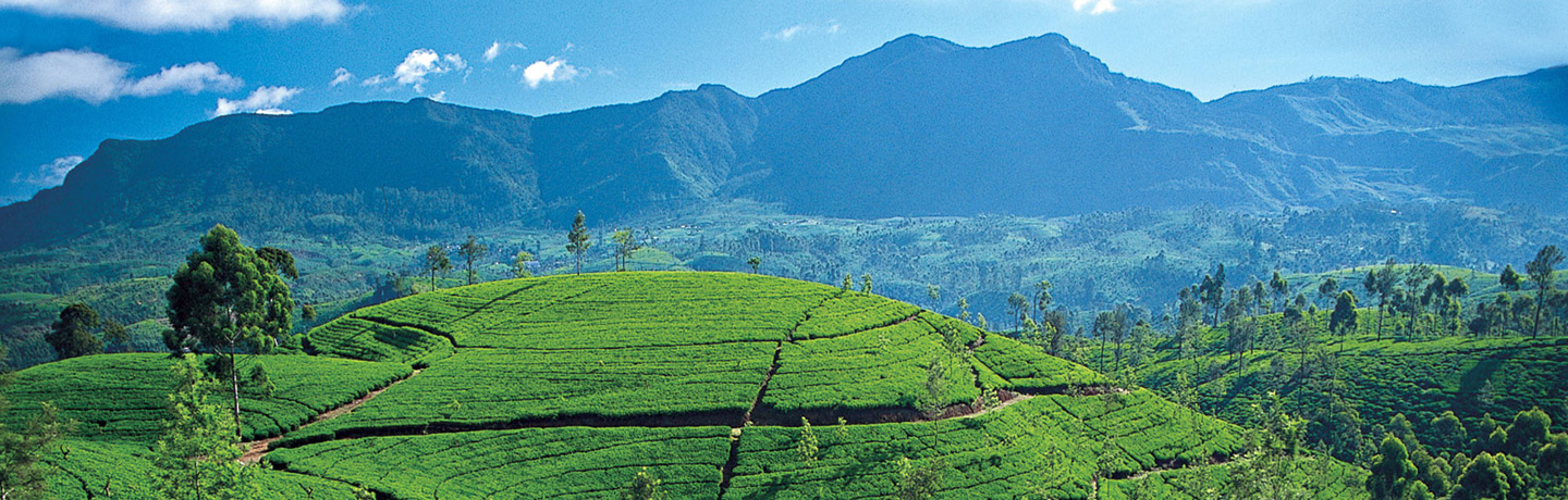 Sri Lanka – középső régió, teaföldek