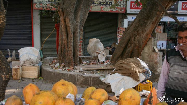 egy tehén eszi a szemetet valahol Delhiben