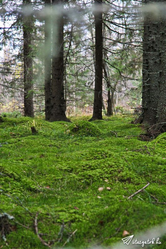 Mohával borított erdő