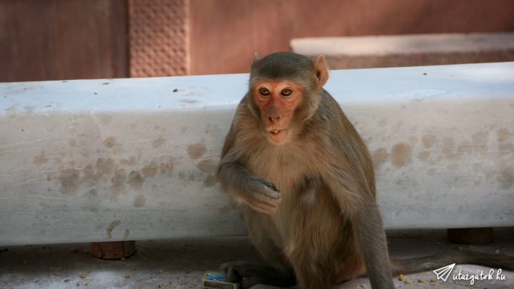 Egy indiai majom közelről
