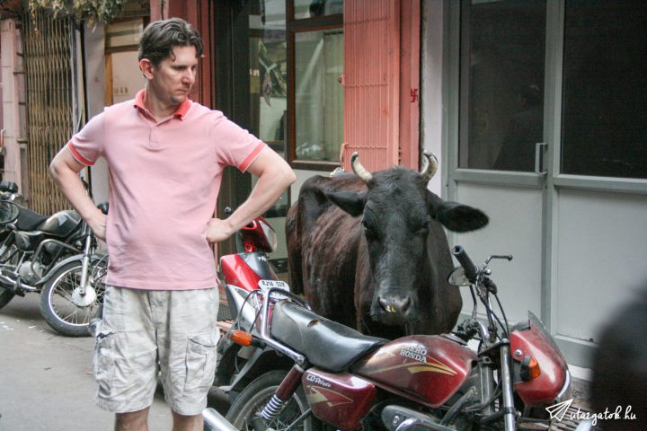 Csaba szigorúan néz egy utcán ácsorgó fekete bikára