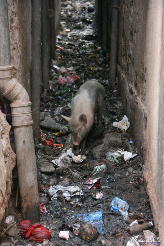 Egy kis disznó túrja a szemetet az egyik sikátorban Jaipurban