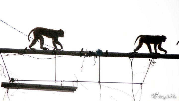 Vezetékeken rohangáló majmok Jaipurban