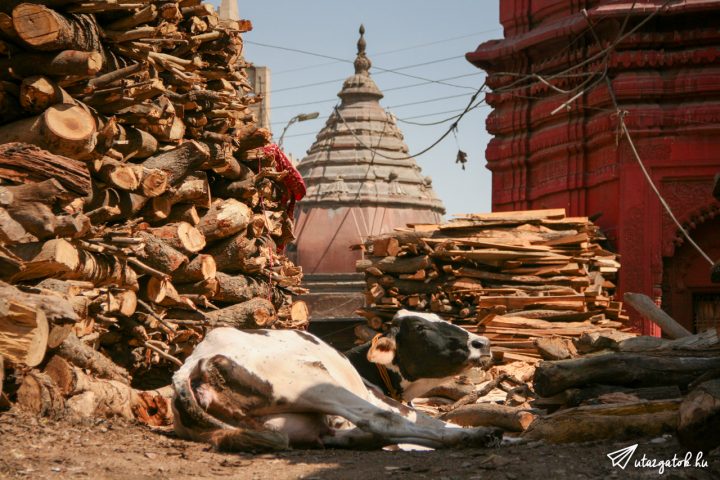 Farakások, egy fekvő tehén és indiai motívumokkal díszített ház a háttérben