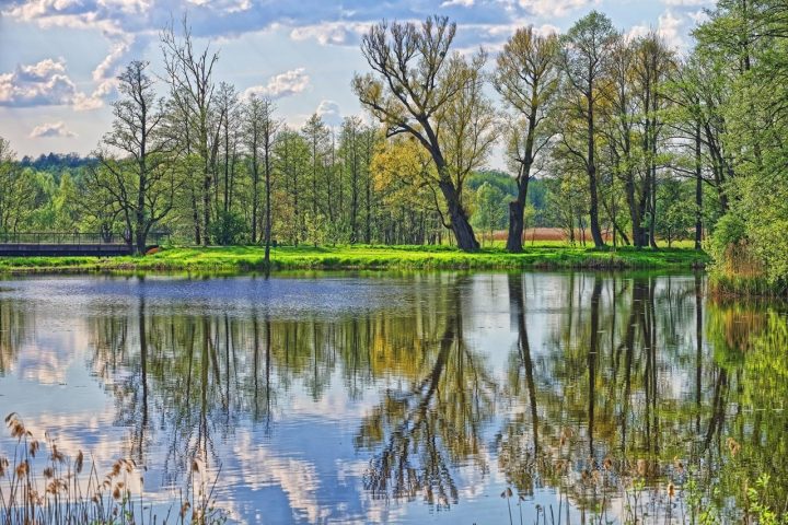 Egy gyönyörű erdős rész tükröződik egy tóban